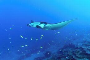 Canareef Resort Maldives