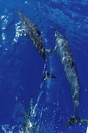 Canareef Resort Maldives