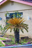 OYO Hotel Beeville - US 181