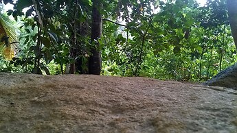 Garcinia Leaf