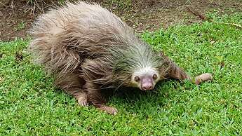 Ciudad Pérdida Ecolodge