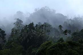 Sinharaja Forest Edge