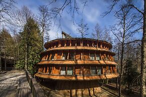 Huilo Huilo Reino Fungi