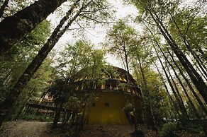 Huilo Huilo Reino Fungi