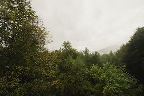 Huilo Huilo Reino Fungi