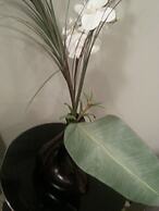 Pinnacle Inn & Suites Aspen