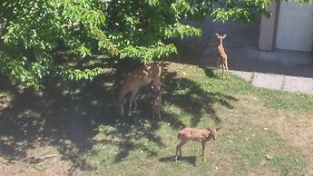 Cornerstone Bed and Breakfast