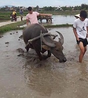 The Moon River Homestay & Villa