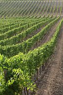 Agriturismo A. Bonacchi