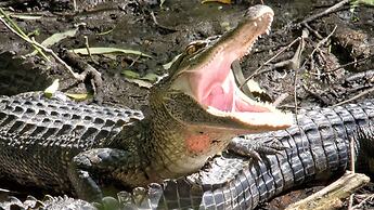 Hontoon Landing Resort & Marina