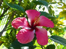 El Colibri Rojo Hotel Cabinas