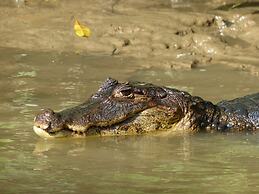El Colibri Rojo Hotel Cabinas