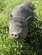 Agriturismo La Torretta