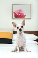 The Hi-Lo, Autograph Collection