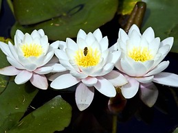 Rapaura Watergardens