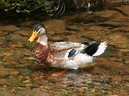 Rapaura Watergardens