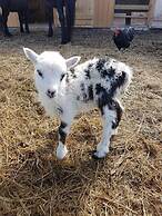 Yggdrasil Farmhotel Retreat, Spa & Yoga