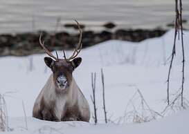 Yggdrasil Farmhotel Retreat, Spa & Yoga