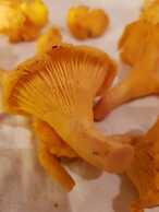 Yggdrasil Farmhotel Retreat, Spa & Yoga