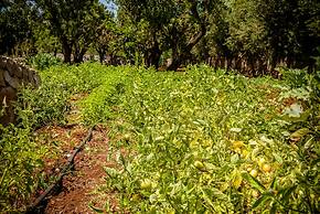 Agriturismo Salinola