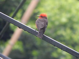 Finca Hotel La Rivera