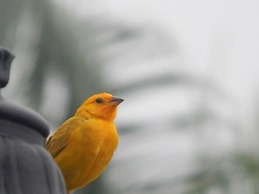 Finca Hotel La Rivera