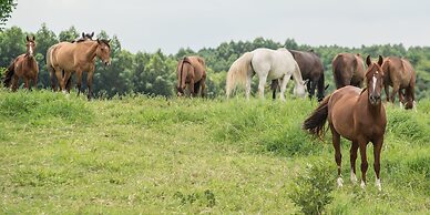Hotel Fazenda Capoava