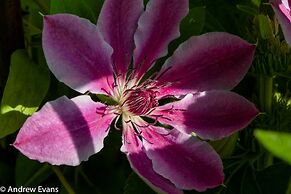 Lea House Bed and Breakfast