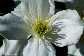 Lea House Bed and Breakfast