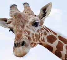 Apollonia Holiday Apartments