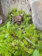 Rivermount Motel Campground and RV Park