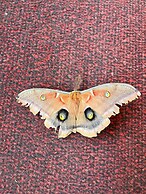 Rivermount Motel Campground and RV Park