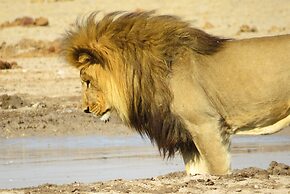 Crocodile Bridge Safari Lodge