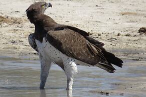 Crocodile Bridge Safari Lodge