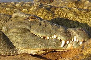 Crocodile Bridge Safari Lodge