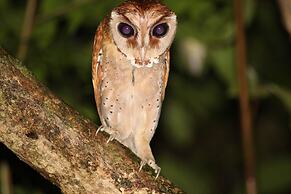 Borneo Natural Sukau Bilit Resort