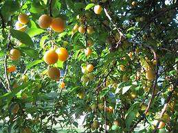 Quinta Vale do Homem