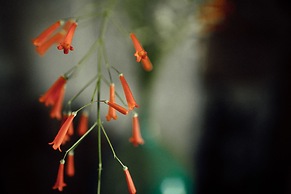 Suarga Padang Padang