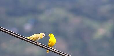 Posada Las Bromelias