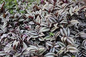 Entre Patios Hotel Boutique