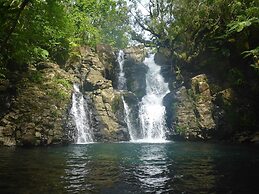 Taveuni Palms