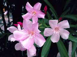 Baan Siriporn Resort