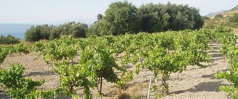 Dionysos Village Resort