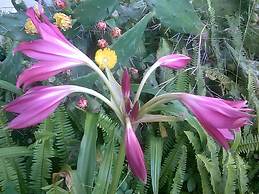 The Old Carrabelle Hotel