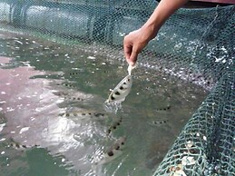 Terapung Hotel & Fish Garden