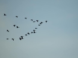 Alaska Adventure Cabins
