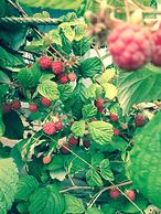 Alaska Adventure Cabins