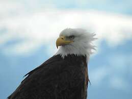 Alaska Adventure Cabins
