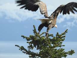 Alaska Adventure Cabins