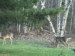 Hush Lodge & Cottages